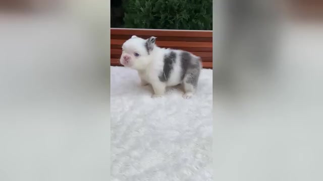Video preview image #3 French Bulldog Puppy For Sale in SAN DIEGO, CA, USA