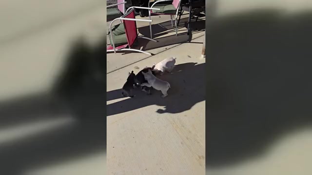 Video preview image #1 French Bulldog Puppy For Sale in GREENEVILLE, TN, USA