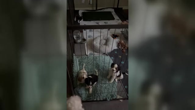 Video preview image #1 Cavachon Puppy For Sale in OLYMPIA, WA, USA