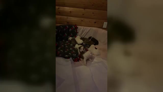 Video preview image #1 Olde English Bulldogge Puppy For Sale in ALDEN, MN, USA