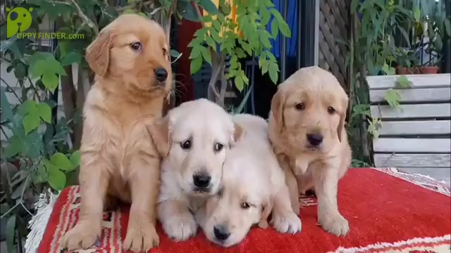 Video preview image #2 Golden Retriever Puppy For Sale in MADERA, CA, USA