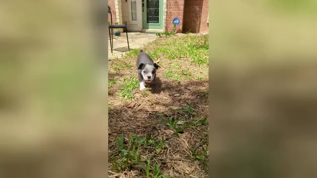 Video preview image #1 Olde English Bulldogge Puppy For Sale in AUSTIN, TX, USA
