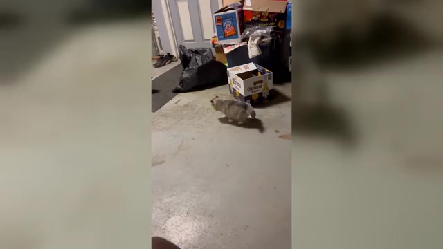 Video preview image #2 Siberian Husky Puppy For Sale in DOUGLASVILLE, GA, USA