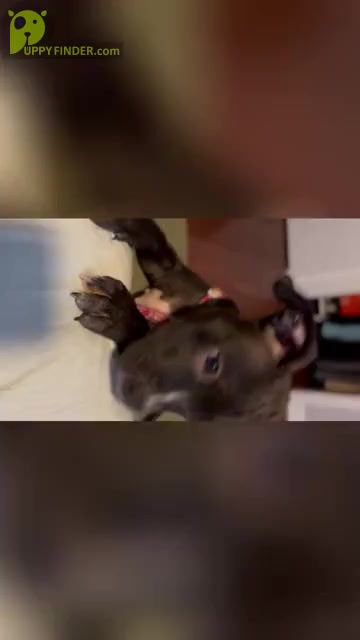 Video preview image #2 American Bully Puppy For Sale in PHILA, PA, USA