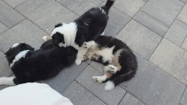 Video preview image #1 Miniature Australian Shepherd Puppy For Sale in MILFORD, MI, USA