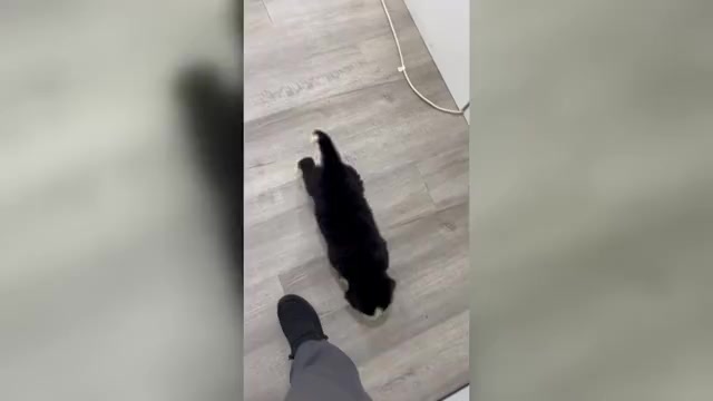 Video preview image #1 Bernese Mountain Dog Puppy For Sale in DUNDEE, OH, USA