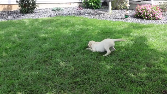 Video preview image #1 Labrador Retriever Puppy For Sale in SYRACUSE, IN, USA