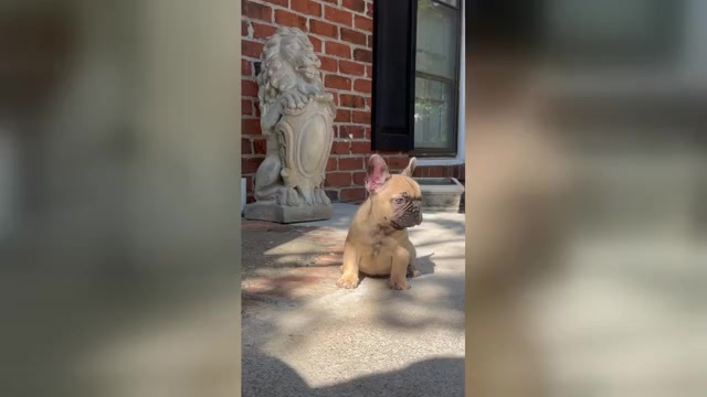 Video preview image #1 French Bulldog Puppy For Sale in MARIETTA, GA, USA