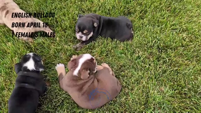 Video preview image #5 English Bulldog Puppy For Sale in GOSHEN, IN, USA