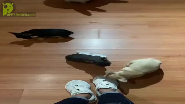 Video preview image #4  Breeder Profile in COCONUT CREEK, FL, USA