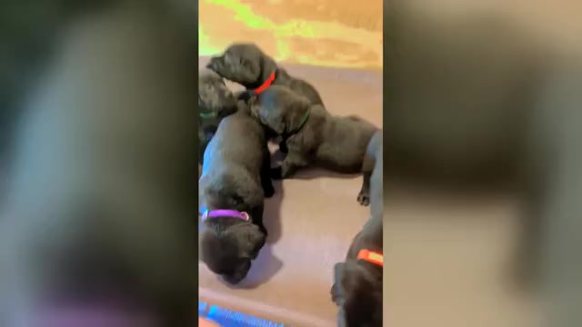 Video preview image #1 Labrador Retriever Puppy For Sale in GREENWOOD, SC, USA