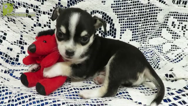 Video preview image #3 Chihuahua Puppy For Sale in GROVESPRING, MO, USA