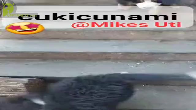 Video preview image #1 Bernese Mountain Dog Puppy For Sale in Hatvan, Heves, Hungary