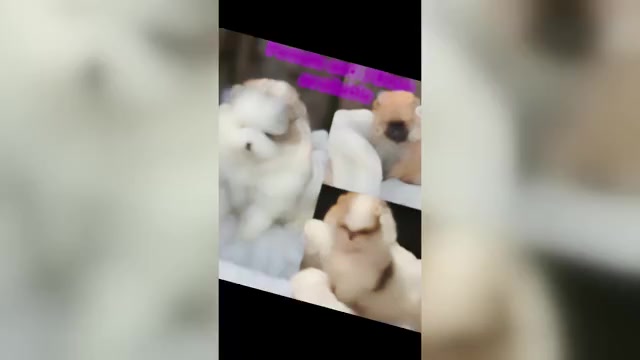 Video preview image #1  Breeder Profile in NORTH MIAMI, FL, USA