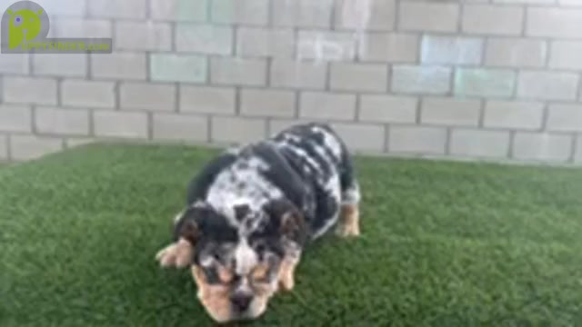 Video preview image #1 English Bulldog Puppy For Sale in NEWPORT BEACH, CA, USA
