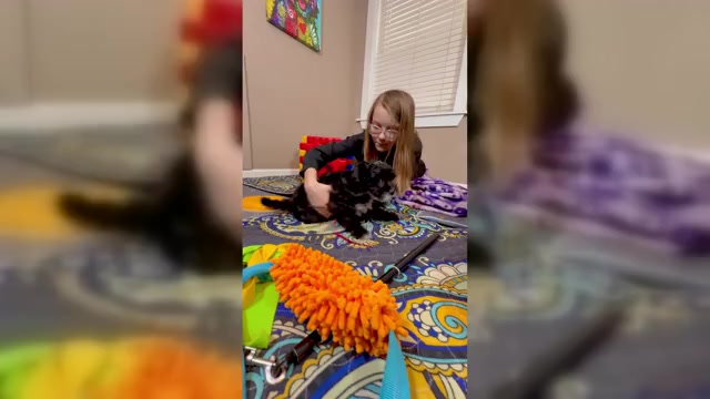 Video preview image #2 Goldendoodle (Miniature) Puppy For Sale in HALTOM CITY, TX, USA