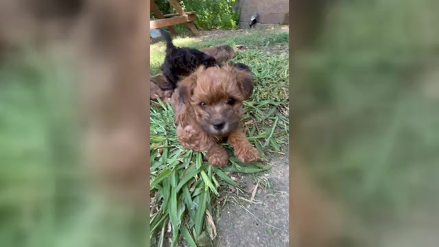Video preview image #8 Poocan Puppy For Sale in FAIR OAKS, CA, USA