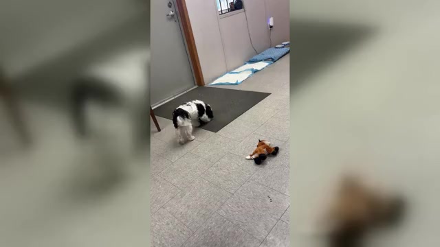 Video preview image #1 Poodle (Toy)-ShihPoo Mix Puppy For Sale in CROSBY, TX, USA