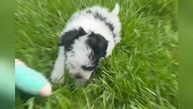 Video preview image #1 Maltipoo Puppy For Sale in WARSAW, IN, USA