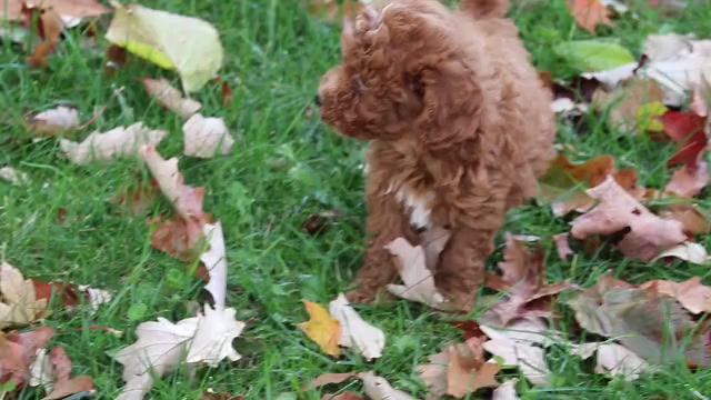 Video preview image #1 Poodle (Miniature) Puppy For Sale in SHILOH, OH, USA