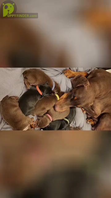 Video preview image #1 Doberman Pinscher Puppy For Sale in RIVERSIDE, CA, USA