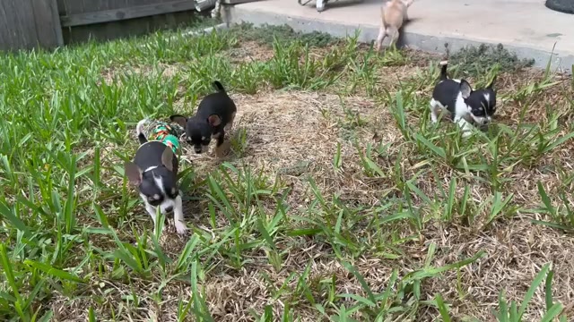 Video preview image #2 Chihuahua Puppy For Sale in TIJERAS, NM, USA