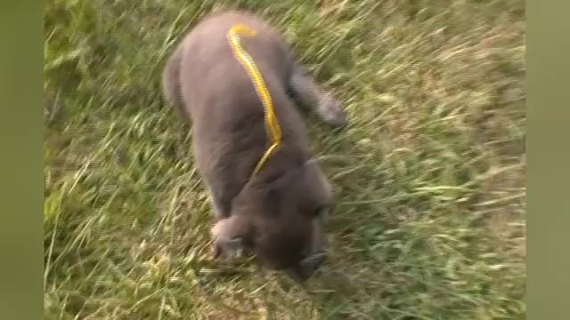 Video preview image #1 German Shepherd Dog Puppy For Sale in PIEDMONT, MO, USA