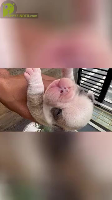 Video preview image #2 French Bulldog Puppy For Sale in CHESAPEAKE, VA, USA