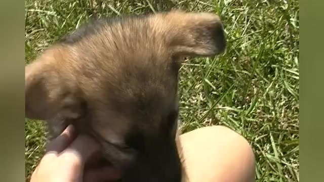 Video preview image #1 German Shepherd Dog Puppy For Sale in PIEDMONT, MO, USA