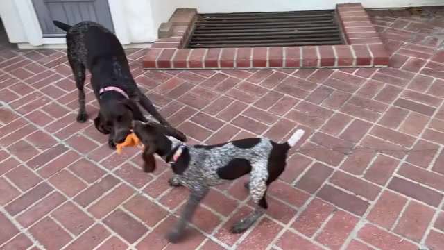 Video preview image #5 German Shorthaired Pointer Puppy For Sale in SAN DIEGO, CA, USA