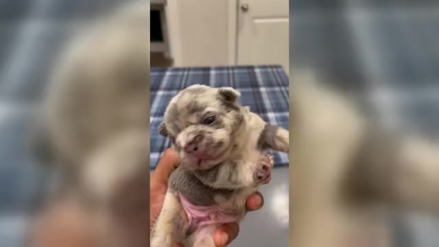 Video preview image #1  Breeder Profile in ATLANTA, GA, USA