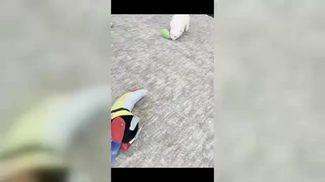 Video preview image #4 Maltipoo (Toy) Puppy For Sale in WARSAW, IN, USA