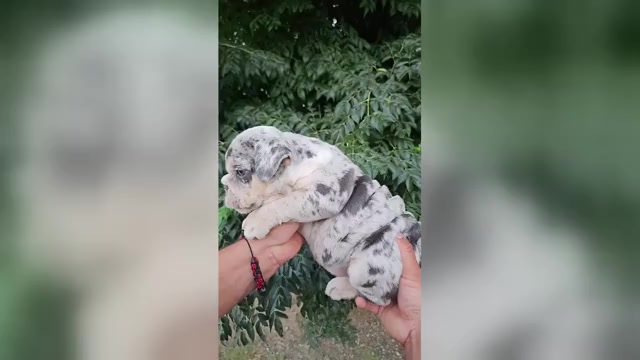 Video preview image #2 English Bulldog Puppy For Sale in SCOTTSDALE, AZ, USA