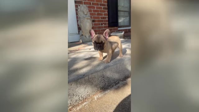 Video preview image #2 French Bulldog Puppy For Sale in MARIETTA, GA, USA