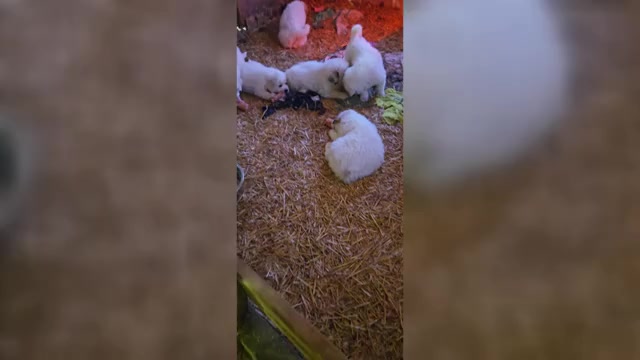 Video preview image #1 Great Pyrenees Puppy For Sale in BANGOR, PA, USA