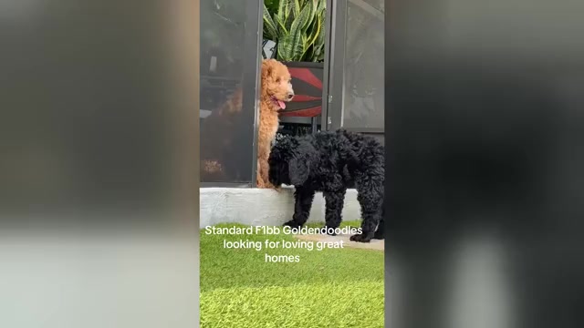 Video preview image #2 Goldendoodle Puppy For Sale in GIBSONTON, FL, USA