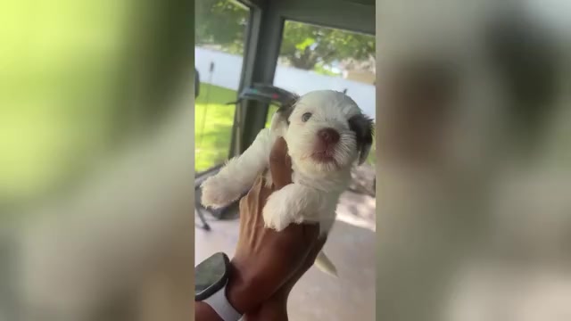 Video preview image #5 Mal-Shi Puppy For Sale in CAPE CORAL, FL, USA