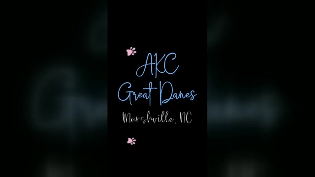 Video preview image #1  Breeder Profile in MARSHVILLE, NC, USA