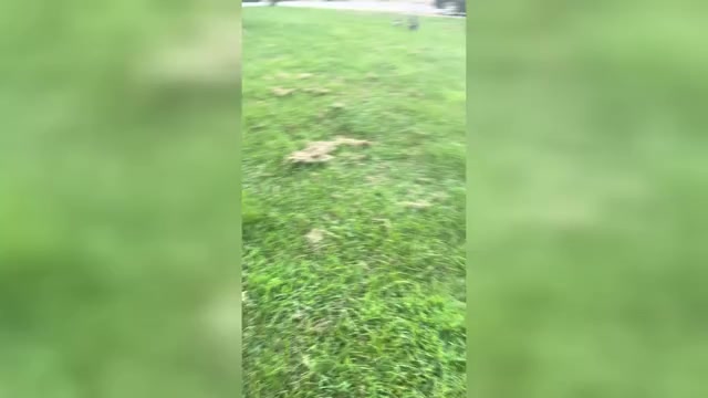 Video preview image #2 Great Dane Puppy For Sale in CLANTON, AL, USA