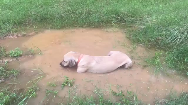 Video preview image #1 Black Mouth Cur Puppy For Sale in ROYSE CITY, TX, USA