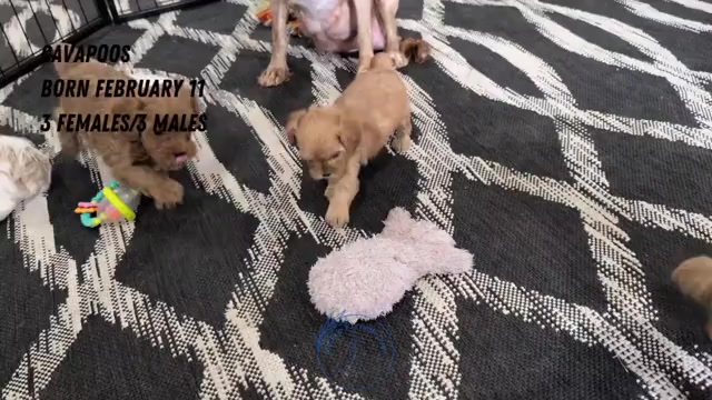 Video preview image #1 Cavapoo (Miniature) Puppy For Sale in GOSHEN, IN, USA