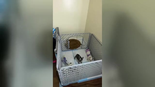 Video preview image #1 French Bulldog Puppy For Sale in PHELAN, CA, USA