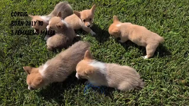 Video preview image #2 Pembroke Welsh Corgi Puppy For Sale in GOSHEN, IN, USA