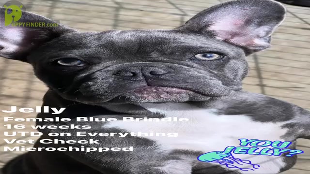 Video preview image #3 French Bulldog Puppy For Sale in EASTVALE, CA, USA