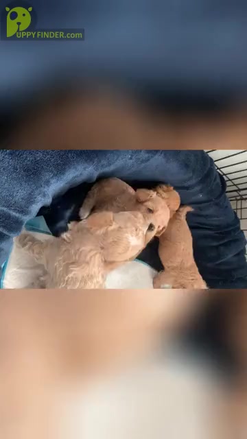 Video preview image #1 Cavapoo Puppy For Sale in CITRUS HTS, CA, USA