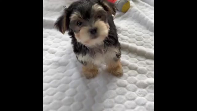 Video preview image #1 Morkie Puppy For Sale in ROCK STREAM, NY, USA