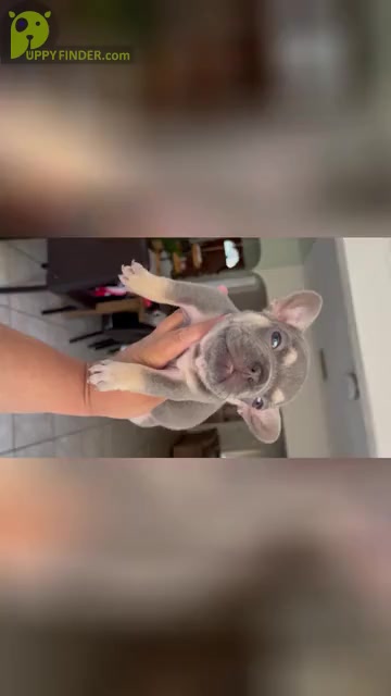 Video preview image #2 French Bulldog Puppy For Sale in CHINO, CA, USA