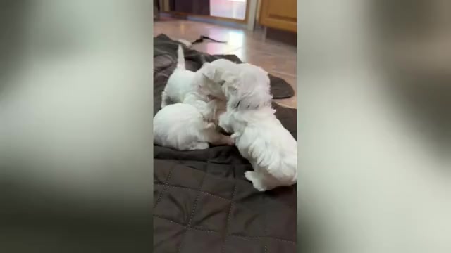 Video preview image #1 Cirneco Dell' Etna Puppy For Sale in WATERBURY, CT, USA