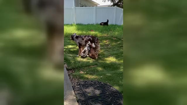 Video preview image #2 Australian Shepherd Puppy For Sale in GIBSONTON, FL, USA