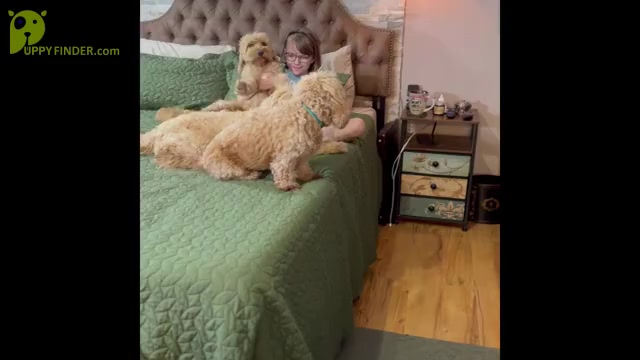 Video preview image #1 Goldendoodle (Miniature) Puppy For Sale in HALTOM CITY, TX, USA